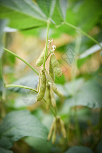 树上绿豆种植农业物上的青豆种子图片