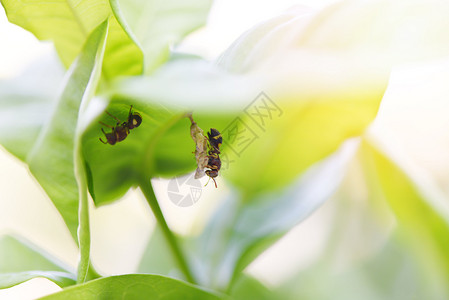 树本或黄蜂树叶野昆虫的蜂巢图片
