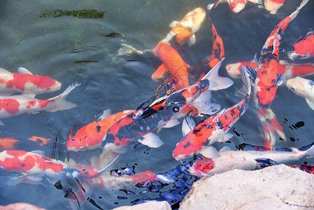 在池塘花园游泳的美丽鱼享受食物漂浮图片