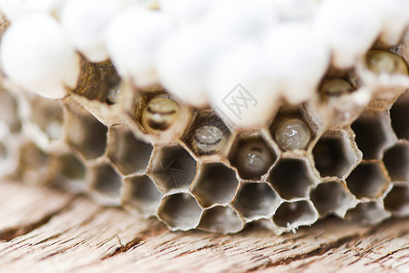 黄蜂巢或木本底有幼虫关闭野生昆虫图片