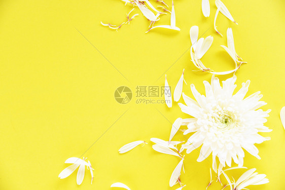 黄色背景的白菊花图片