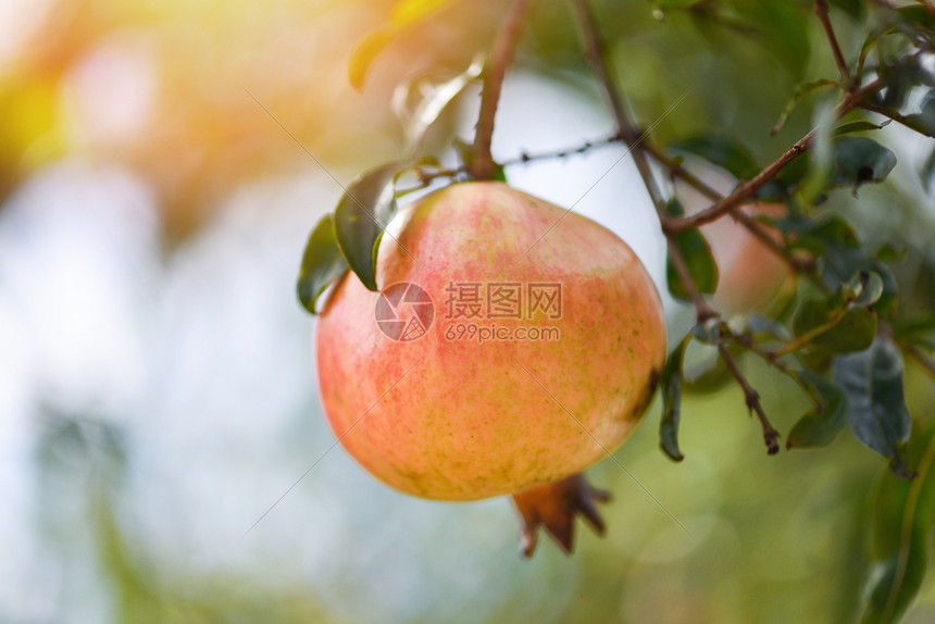 绿树上的石榴水果绿色树上的石榴水果模糊的夏季花园背景亚洲石榴图片