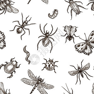 苍蝇昆虫和爬单色西普亚草图无缝案大美丽的蝴蝶小蚂蚁可怕的蜘蛛短蠕虫可爱的蜜蜂和圆形卡通单色草图解案飞虫和爬单色西普亚草图解案也无图片