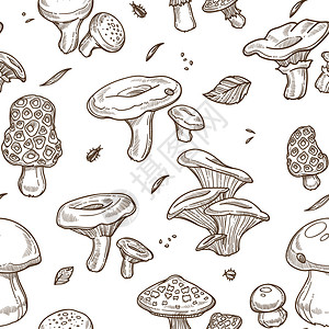蘑菇花草和森林树脂或浮泡有毒的阿曼尼塔和拉克泰利乌斯或草绘制无缝的图案矢草食插图图片