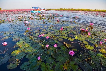 红粉水百合或莲花田地表湖河流景观大自然清晨图片