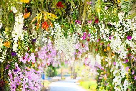 春夏公园中热带植物美丽的花朵大自然图片