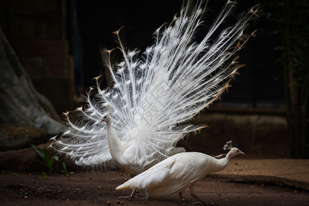 美丽的白孔雀打开了农场的尾巴图片