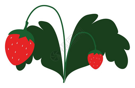 一个小植物上面有新鲜的红草莓上面有两片大叶子矢量彩色图画或插背景图片