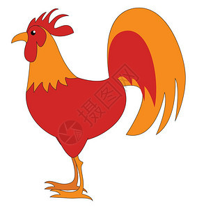 红色和橙的公鸡向量彩色绘画或插图图片