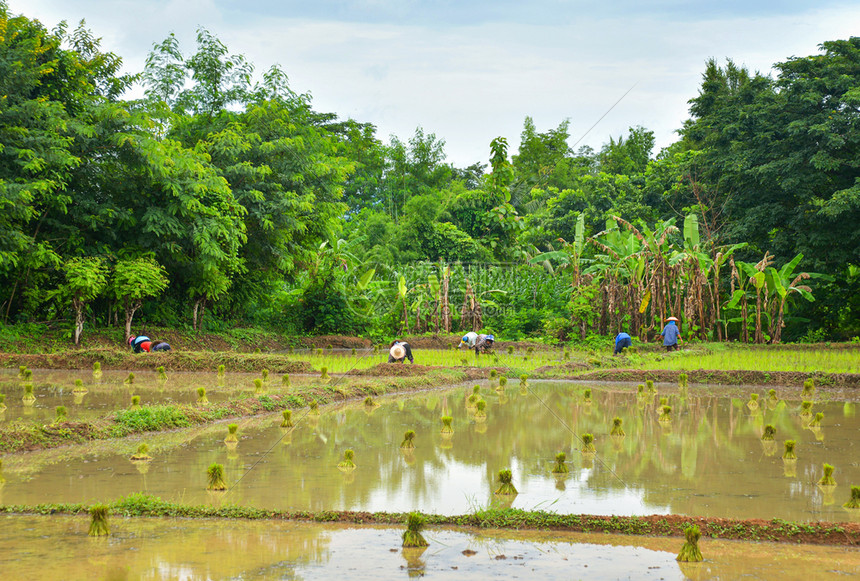 亚洲农业民在有机稻田种植图片