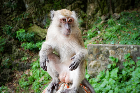 亚洲猴子坐在自然公园背景的岩石上图片