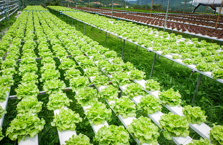 水栽培农用系统植物中的绿色橡树生菜沙拉蔬水上没有土壤农业机食品用于健康图片