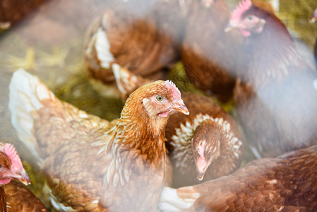 以室内鸡养产品为蛋的笼养农业选择重点图片