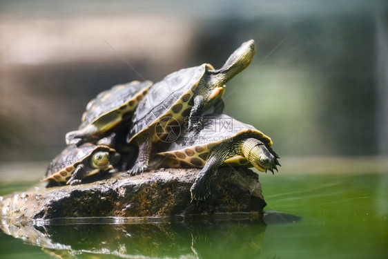 在岩石水池条纹领带海龟上滑稽的有选择焦点图片