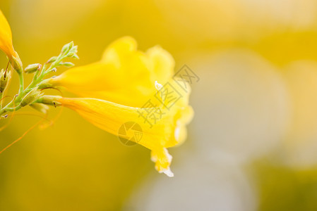 Trumpetflower黄号角花在园的夏中开大自然的本底模糊图片