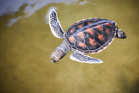 绿海龟养殖场和在水池鹰标海龟小宝2至3个月大图片