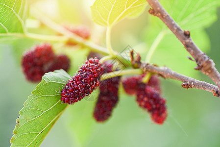 树上新鲜的木莓树枝上红的木莓果和花园背景上的绿叶图片
