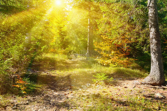 太阳升起的光束在美丽秋天森林里图片