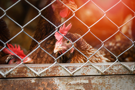 以室内鸡蛋养产品为在笼养农业中鸡自然高清图片素材