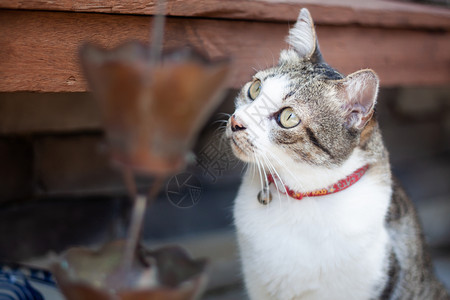 泰国猫咪在花园家寒冷股票照片图片