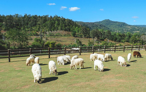 山羊美丽的农村牧羊草夏季明日和蓝天绿田丘山农业高清图片