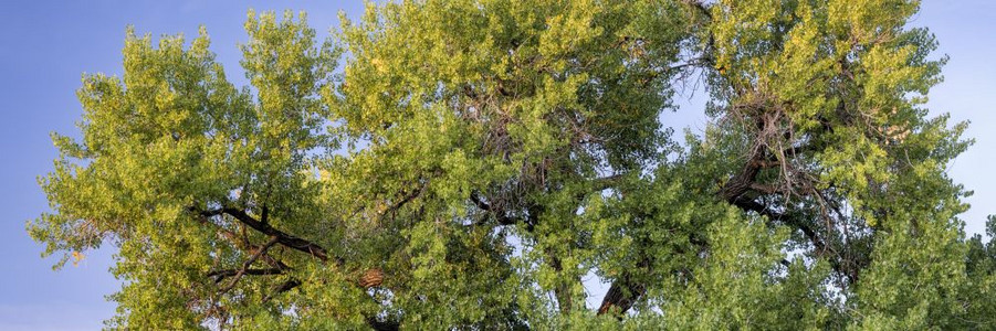 巨型棉花木树开始在初秋变成金子日落光长的全景横幅图片