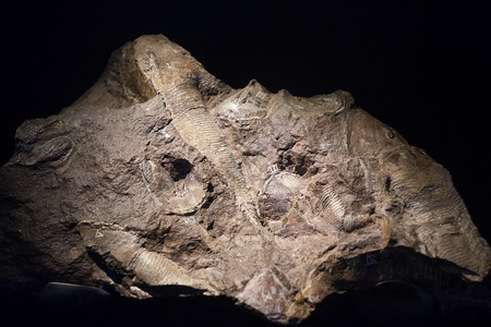 深埋在石头中的化鱼真正古老石化壳用作燃料图片