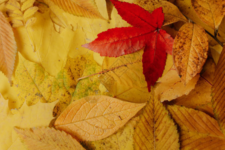 秋叶背景秋叶树叶高清图片素材