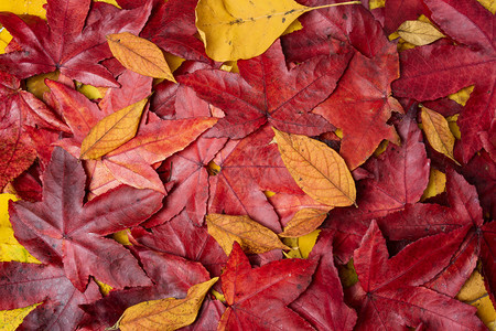 秋叶背景秋叶棕色的高清图片素材