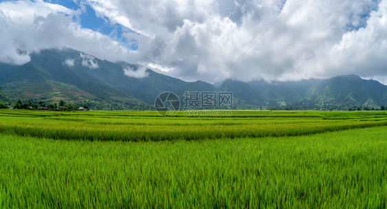 夏季的芬西潘山谷有稻田梯农村或地区绿色田旅行和假期概念越南萨帕自然景观图片