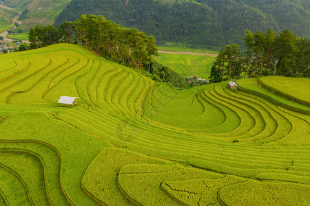 稻田梯MuCangChaiYenBai农村或地区绿色业田亚洲和越南日落时山峰谷的空中最高景象自然观背图片