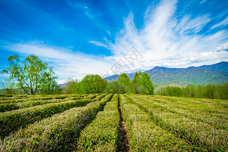 山中谷的茶叶种植园图片