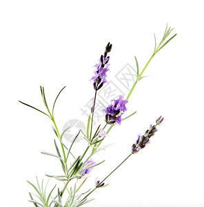 白色背景的淡紫花贴近图片