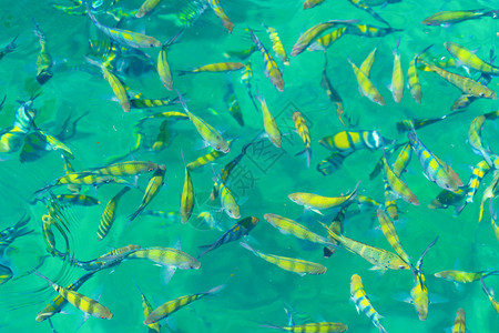 玛雅海滩附近有许多黄色彩的鱼夏季在普吉岛的马雅海滩度假旅行中有蓝色的绿宝石海水泰国安达曼海图片