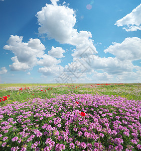 草原上的春花美丽风景图片