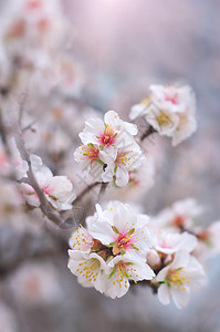 树上的春杏花设计要素背景图片