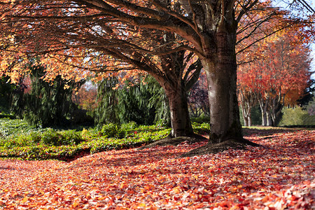 秋季末落叶地和赤树图片