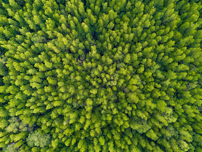 泰公园热带森林绿树夏季山区或丘的空中最高峰自然景观图案背图片