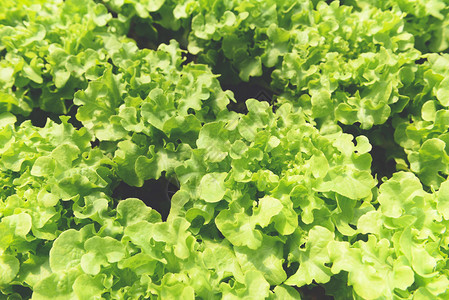 蔬菜水栽系统种植花园水养农场沙拉植物的年轻和新鲜绿色橡树沙拉在温室有机健康食品中没有土壤农业的水上种植图片