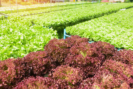 蔬菜水栽系统年轻和新鲜绿色橡树红沙拉种植花园水养农场沙拉植物在温室有机健康食品中没有土壤农业的水上种植图片