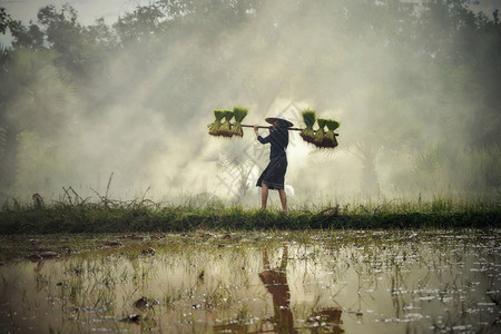 妇女在稻田种植耕田图片