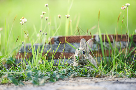 坐在绿田草地上的小可爱兔子春草野棕色子草和砖墙背景图片