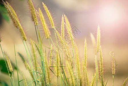 绿色出行Pennizetumpedicellatum花草地园除背景