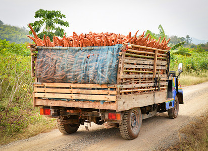 在农耕田村的卡车上收获木薯图片