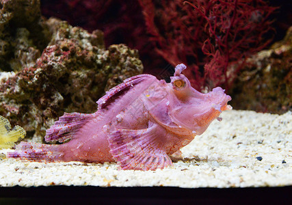 海洋水下生物Rhenopiasfrondosa叶子蝎鱼图片