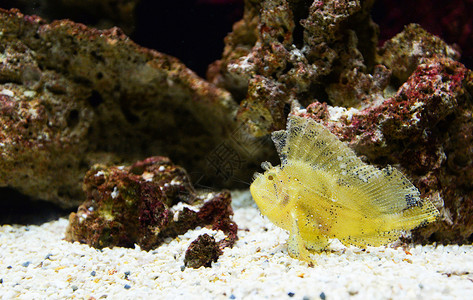 叶子蝎鱼黄游海洋生物水下图片
