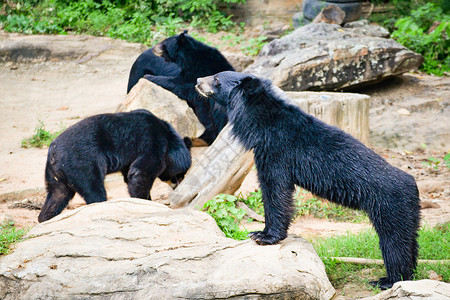 亚裔黑熊生活在公园水池附近图片