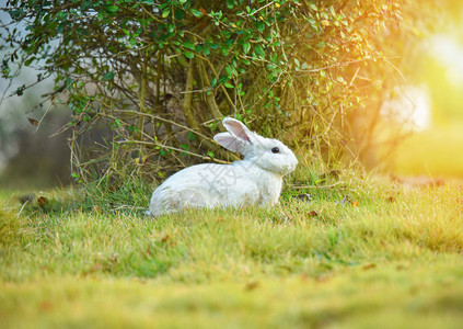 花园春草的白兔子绿背景野外夏日的兔子图片