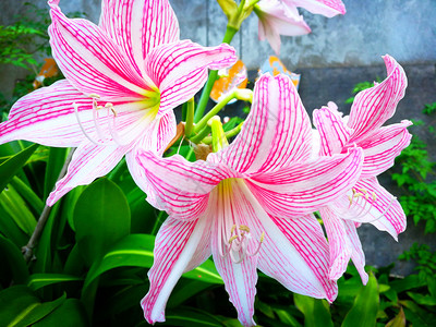 在花园中开的星百合热带植物或粉和白百合花图片