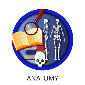 人体解剖学校课程 图片